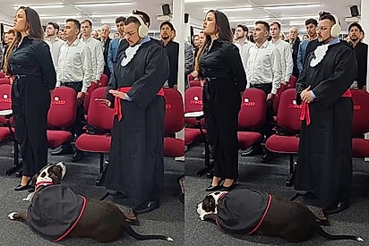 Cão de assistência garante tranquilidade a advogado autista em momento especial 