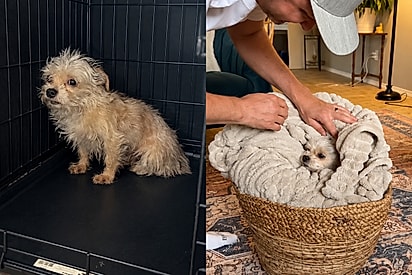 “Chegou até nós apenas com uma jaula”: chihuahua assustada não imaginava que estava prestes a conhecer o melhor da vida