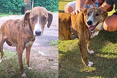 Devolvida no mesmo dia por ser muito grande, cadela vive há 5 anos em abrigo e aguarda por uma família
