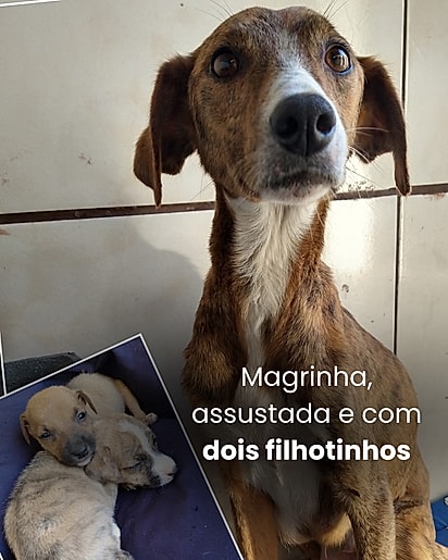 Ela foi resgatada com seus dois filhotes.