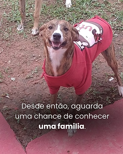 Nica aguarda uma família amorosa.