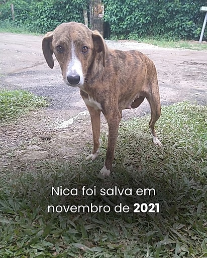 A cachorrinha vivia nas ruas magra e assustada.
