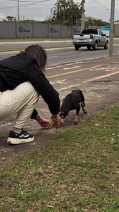 Com tantos traumas, a cachorrinha apresentou um comportamento reativo.