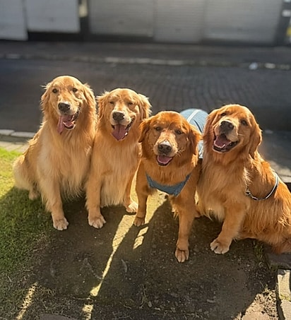 Mocca e seus irmãos caninos.