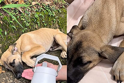 ‘Ele já tinha desistido’: Sem forças, cão Hope apenas esperava triste fim até que motociclista de bom coração resolve o acolher.