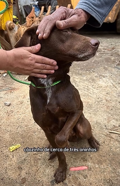 Café foi levado para ser cão de guarda, mas só queria carinho.