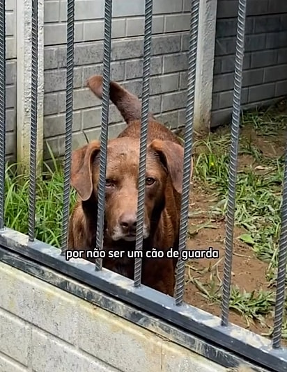 Mesmo indo às feiras de adoção, Café ainda espera por uma família.