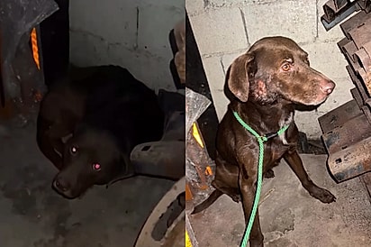 Castrado e vacinado, Café só quer um lar para chamar de seu.