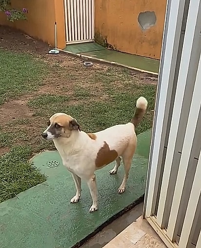 Arthur Golias esperou sete anos por uma nova chance.