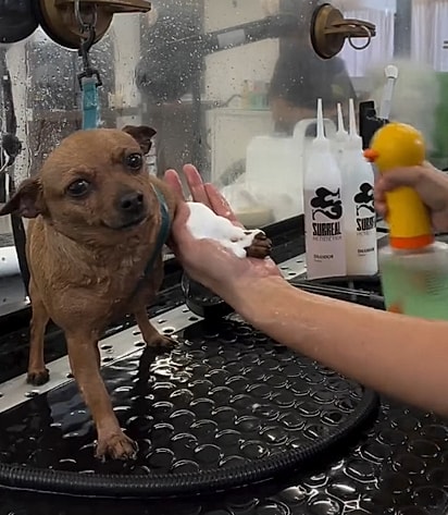 Mel surpreendeu ao mostrar que nem todo pinscher é bravinho.