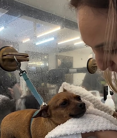 Gordinha e cheia de dobrinhas, a pinscher conquistou a internet.