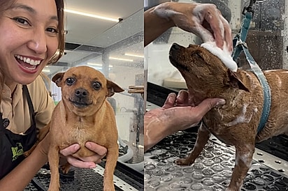 Pinscher gordinha fecha os olhos durante banho e faz groomer questionar fama da raça.