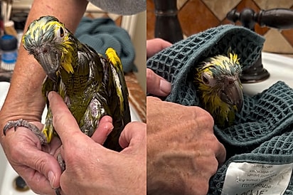 “Mais uma primeira vez”: Papagaio toma banho após mais de uma década sem esse cuidado.