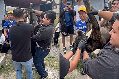 “Tem de tudo, até caramelo”: Cão de mais de 80 kg surpreende estudantes durante campanha de castração.