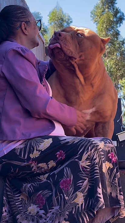 O cão ficou enorme.