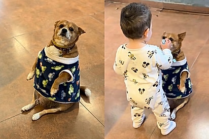 “Tá esperando a chupeta dele”: Cachorrinho senta feito gente e derrete a web ao aceitar mimo de bebê.