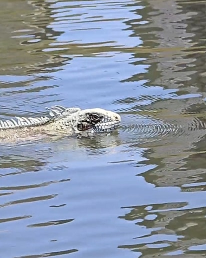 Maurício viu uma iguana atravessando o Rio Poti.