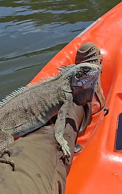 Durante o trajeto, a iguana deu algumas “lapadas” em Maurício.
