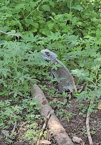 A iguana pareceu agradecer a Maurício.