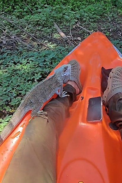 As iguanas são excelentes nadadoras e usam a cauda para se impulsionar na água.