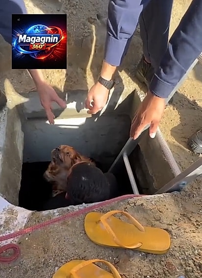 Infelizmente, o cachorrinho não resistiu e faleceu.