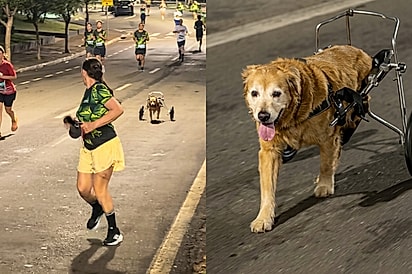 “Ele conseguiu!”: Cachorrinho cadeirante participa de corrida e cruza linha de chegada ao lado da tutora.