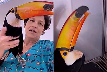 Veterinária reconstrói bico de tucano e ele volta a se alimentar