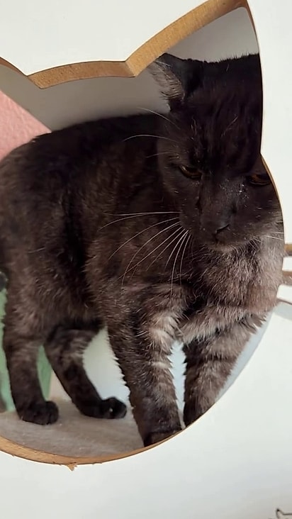 O felino amanheceu dentro da cafeteria.