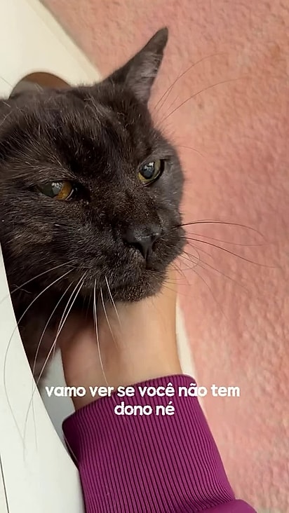O gato era muito dócil.