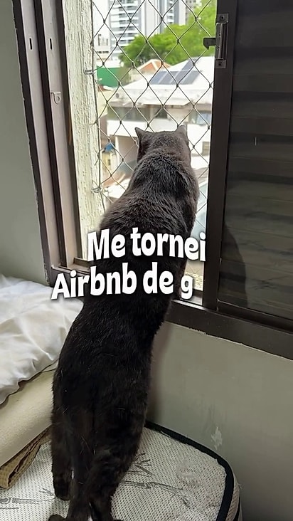 Dani levou o felino para um abrigo provisório.