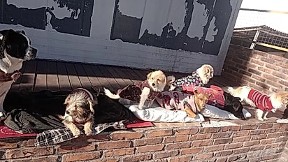 O homem cuida muito bem dos cães.
