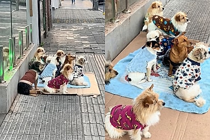 “Eles esperam sentadinhos”: Catador de recicláveis emociona ao trabalhar acompanhado de seus 9 cães de roupinha