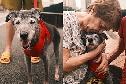 “Eu amo os animais”: Cadelinha abandonada em uma praça encontra em Edna um amor que já dura 16 anos.