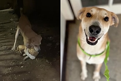 “Meu pequeno gigante”: Cão que protegeu irmão até o fim após maus-tratos finalmente encontra uma família.