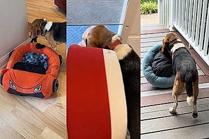 “Ele tem uma missão”: Beagle surpreende tutores ao carregar caminhas para o quintal todos os dias