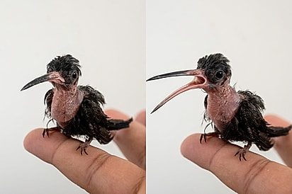 Bebê beija-flor resgatado mostra sua ‘vozinha’ e conquista milhares: “Que fofura!”.