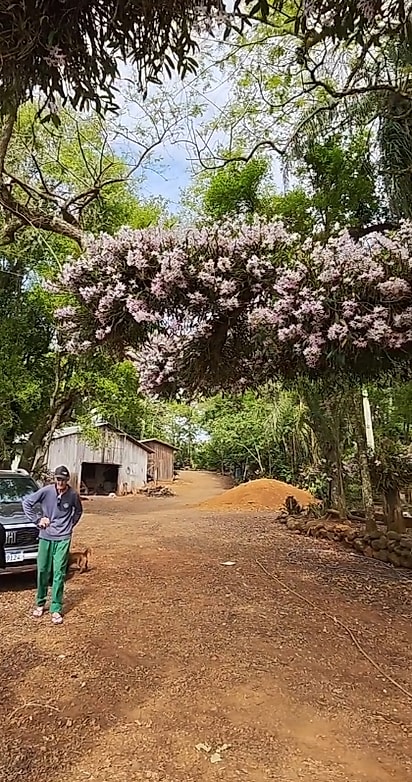 Cada flor carrega um pouco da dedicação de Seu Alcindo.
