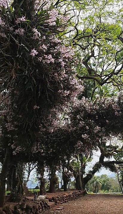 À beira da rodovia, as orquídeas encantam quem passa.