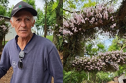 “Nunca vi tanta orquídea em um lugar só”: Idoso transforma árvores à beira da rodovia em jardim encantador.