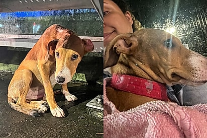 “Eu não poderia te deixar”: Protetora encontra cachorrinha encolhida sob banco em dia de chuva e muda seu destino.