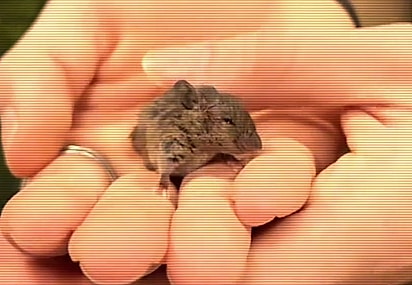 Mesmo tão pequeno, o bichinho despertou um enorme cuidado.
