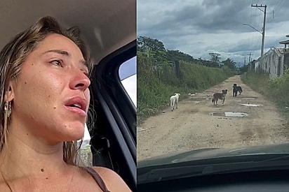 Hoje o meu dia não começou muito bem: jovem não consegue ficar indiferente ao ver cinco cães grandes abandonados