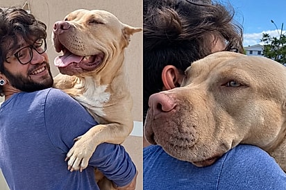 “Juro que nunca vi essa cachorra”: pit monster corre para os braços de jovem e anos depois ele descobre quem ela era.