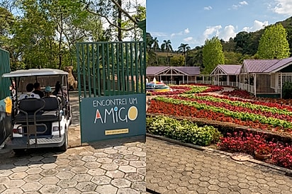 ONG funciona dentro de hotel cinco estrelas em SP e encanta com estrutura para mais de 130 animais.