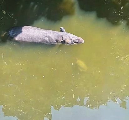A tartaruga encontrou uma ilha particular nas costas da anta.