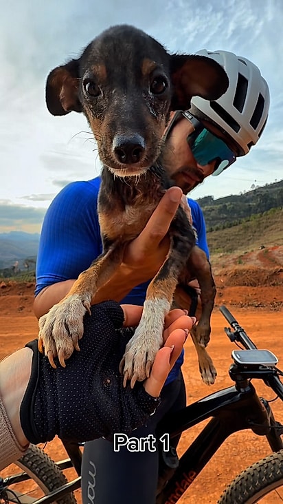 O cachorrinho foi encontrado muito debilitado.