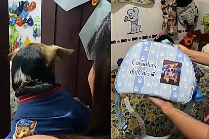 Caio é amado em voz alta: Tutora apresenta quartinho feito só para seu vira-lata e detalhes impressionam