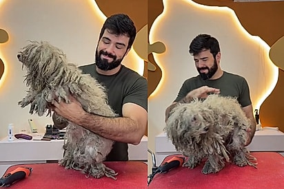 Profissional cuidou de cachorro que veio da rua
