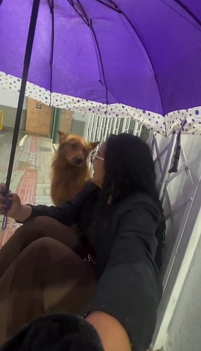 Sozinha na chuva, Vitoria fez uma oração por companhia e um vira-lata caramelo apareceu.