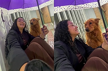 “Ele me mandou um amigo”: estudante pede companhia a Deus e vira-lata caramelo aparece na chuva.
